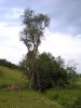 Файл=P6225970.jpg
Розмір файлу=168KB
Розміри фото=600x800
Дата долучення=20 Лип 2006р. P6225970.jpg